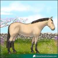 Horse Color:Buckskin