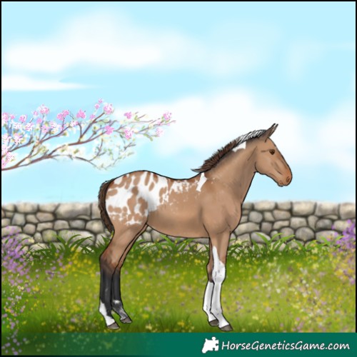 Horse Color:Bay Dun Tobiano Appaloosa