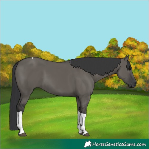 Horse Color:Grullo Tobiano 