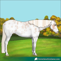 Horse Color:Gold Champagne Sabino Appaloosa Rabicano 