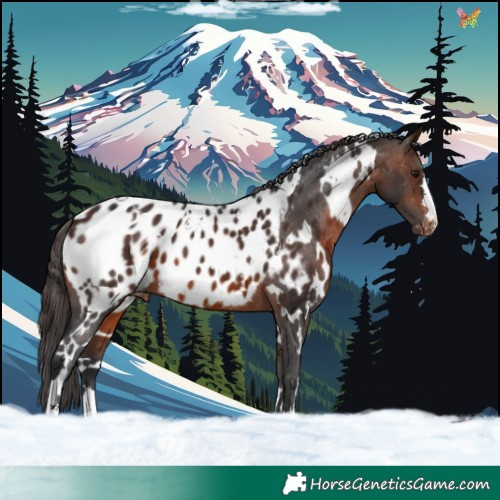 Horse Color:White Spotted Brown Appaloosa 