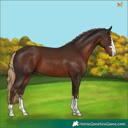 Horse Color:Liver Chestnut
