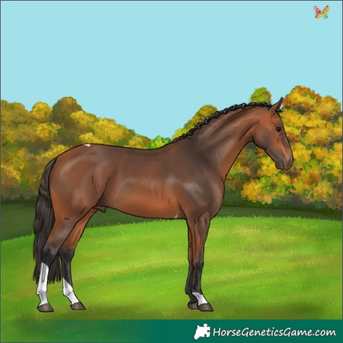 Horse Color:Bay Tobiano