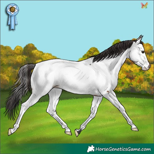 Horse Color:Brown Appaloosa Rabicano 