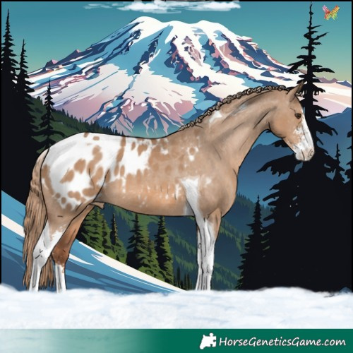 Horse Color:Red Dun Sabino Tobiano Appaloosa 