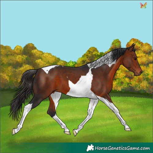 Horse Color:Bay Tobiano 