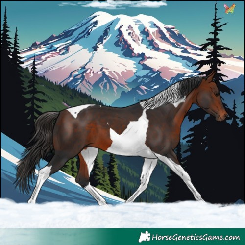 Horse Color:Bay Tobiano 
