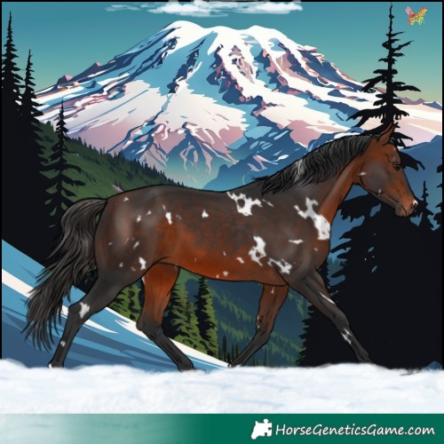 Horse Color:White Spotted Bay 