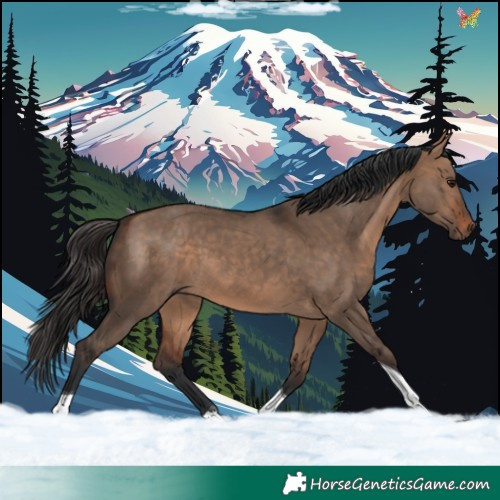 Horse Color:Bay Dun Tobiano 
