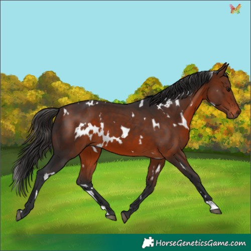 Horse Color:White Spotted Bay 