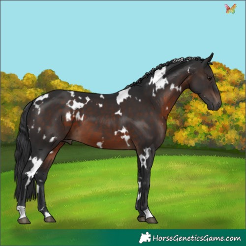 Horse Color:White Spotted Brown 