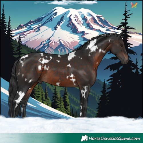 Horse Color:White Spotted Brown 