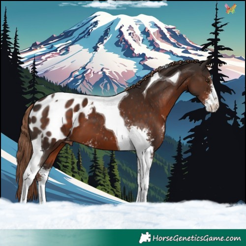 Horse Color:Liver Chestnut Sabino Tobiano Appaloosa 