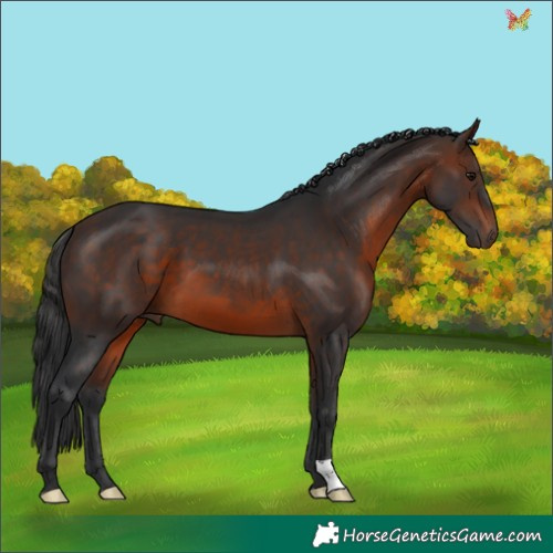 Horse Color:Brown 