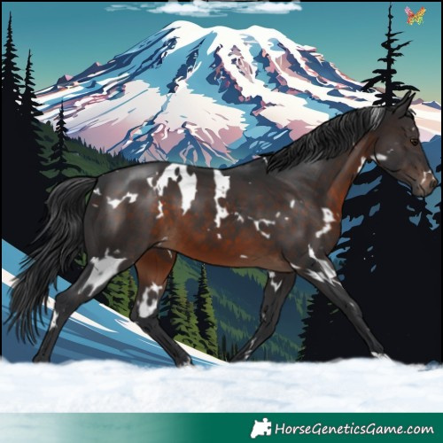 Horse Color:White Spotted Brown 