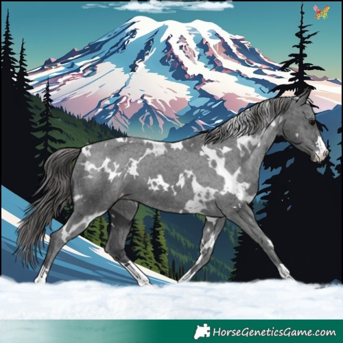Horse Color:White Spotted Black Appaloosa 