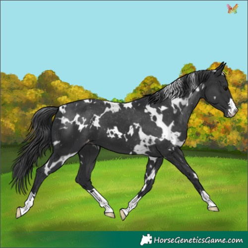 Horse Color:White Spotted Black Appaloosa 