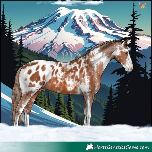 Horse Color:Chestnut Sabino Appaloosa 