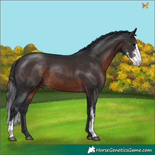 Horse Color:Brown Sabino