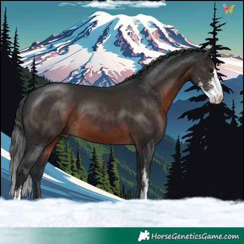Horse Color:Brown Sabino 