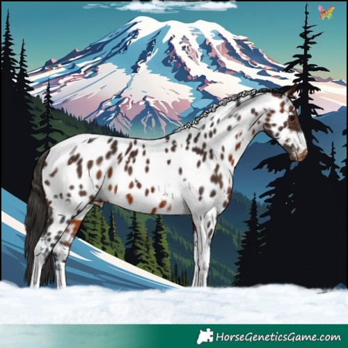Horse Color:White Spotted Brown Tobiano Appaloosa 