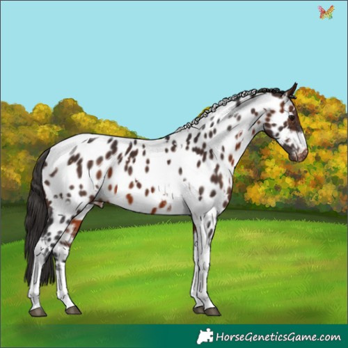 Horse Color:White Spotted Brown Tobiano Appaloosa 