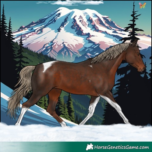 Horse Color:Liver Chestnut Tobiano 