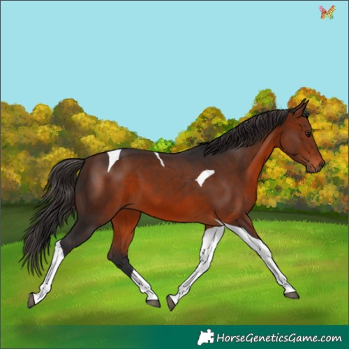 Horse Color:Bay Tobiano 