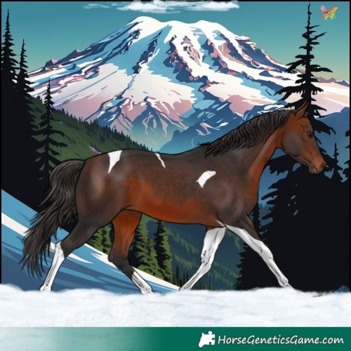 Horse Color:Bay Tobiano 