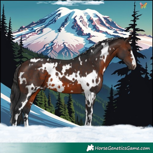 Horse Color:White Spotted Brown 