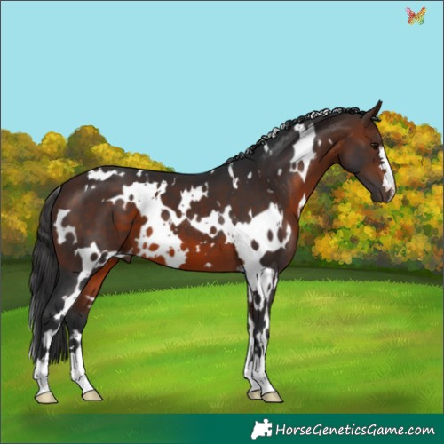 Horse Color:White Spotted Brown 