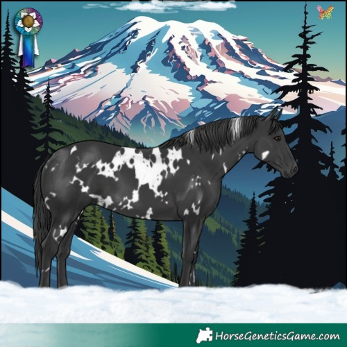 Horse Color:White Spotted Black 