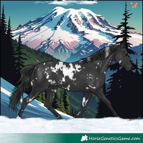 Horse Color:White Spotted Black 