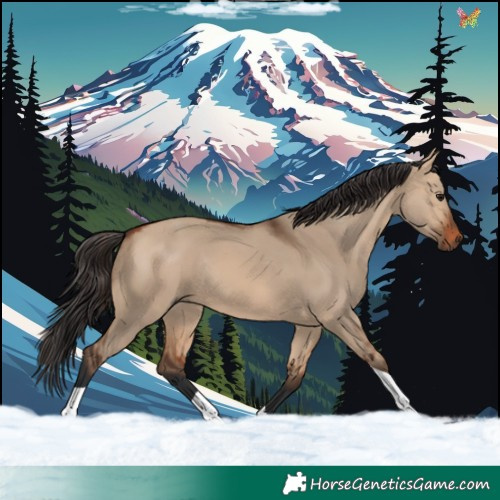 Horse Color:Bay Dun Tobiano Rabicano 