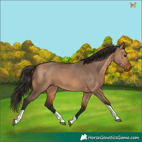 Horse Color:Bay Dun Tobiano Rabicano 