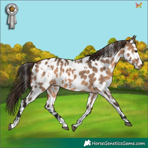 Horse Color:White Spotted Brown Dun Appaloosa