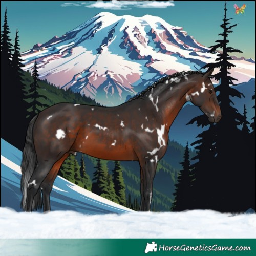 Horse Color:White Spotted Brown 