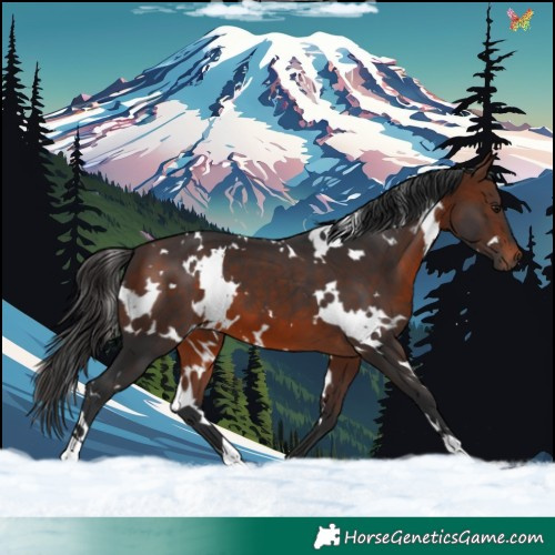 Horse Color:White Spotted Brown 