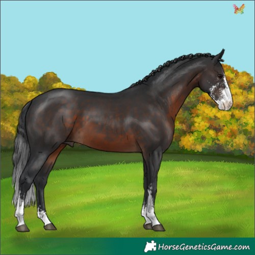 Horse Color:Brown Sabino 