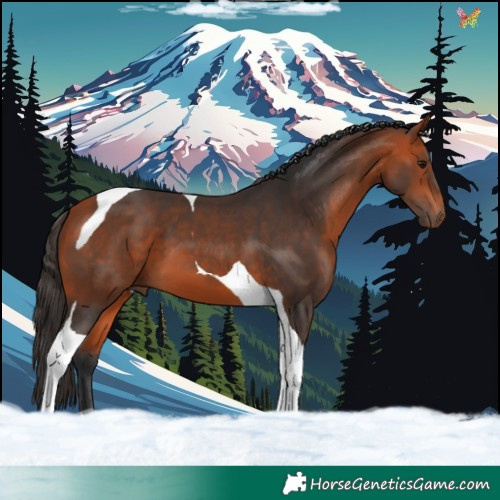 Horse Color:Bay Tobiano 