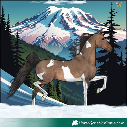 Horse Color:Brown Dun Tobiano 
