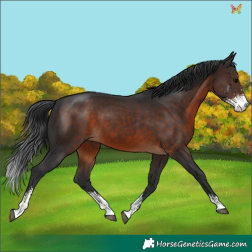 Horse Color:Brown Sabino