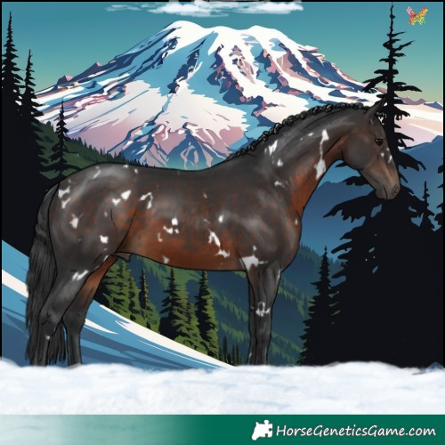 Horse Color:White Spotted Brown 