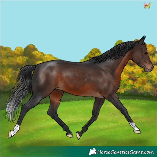 Horse Color:Brown 