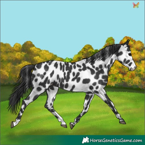 Horse Color:Black Appaloosa 