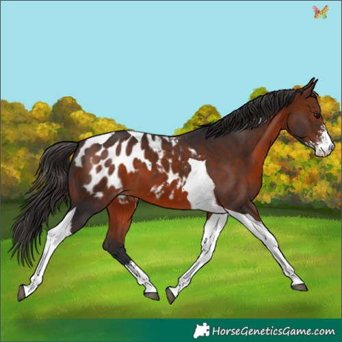 Horse Color:Bay Sabino Tobiano Appaloosa 