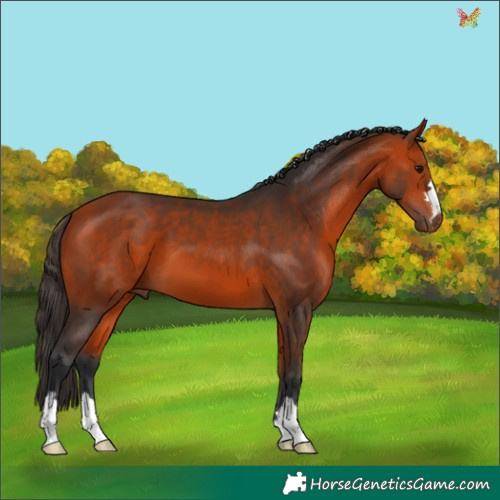 Horse Color:Bay 