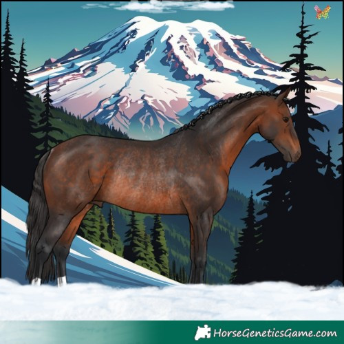 Horse Color:Brown Rabicano 