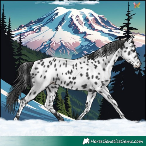Horse Color:Black Appaloosa 