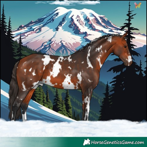 Horse Color:White Spotted Bay 